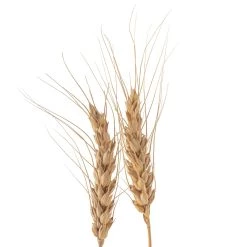 Buy 🥰 Ashland® Natural Wheat Bunch ⌛ -Ashland Sales 10065705 20