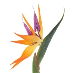 Top 10 ❤️ Tropical Bird of Paradise Stem by Ashland® ✔️ 8 Top 10 ❤️ Tropical Bird of Paradise Stem by Ashland® ✔️ -Ashland Sales 10066898 20