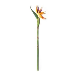Top 10 β€οΈ Tropical Bird of Paradise Stem by Ashland® βοΈ