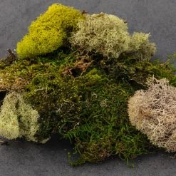 Discount 🔥 Moss Variety Pack by Ashland® 😉 -Ashland Sales 10135036 21