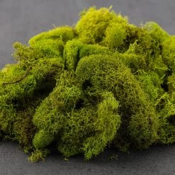 Brand new 🥰 Ashland® Reindeer Moss 👏 -Ashland Sales 10135038 21