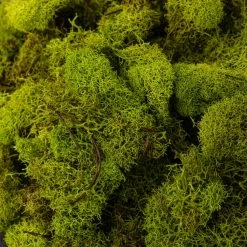 Brand new 🥰 Ashland® Reindeer Moss 👏 -Ashland Sales 10135038 22