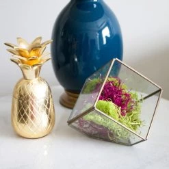 New 💯 Red Moss Variety Pack by Ashland® 🔔 -Ashland Sales 10169285 3