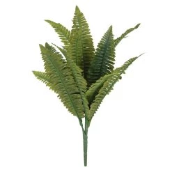 Promo 🛒 Boston Fern Bush Fern Collection by Ashland® 🎉