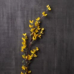 Best Pirce 👍 Forsythia Branch Floral Essentials by Ashland® ⌛ 7 Best Pirce 👍 Forsythia Branch Floral Essentials by Ashland® ⌛ -Ashland Sales 10205308 25