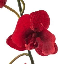 Promo ⭐ Red Tropical Orchid Stem by Ashland® 🔔 -Ashland Sales 10230911 20