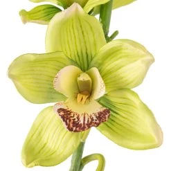Outlet ⭐ Tropical Cymbidium Stem by Ashland® ⌛ -Ashland Sales 10230928 20