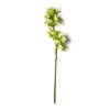 Outlet ⭐ Tropical Cymbidium Stem by Ashland® ⌛