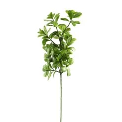 Coupon 🥰 12 Pack: Green Crassula Spray by Ashland® 🎁