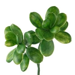 Discount 👍 Green Crassula Spray by Ashland® ⌛ -Ashland Sales 10262977 20