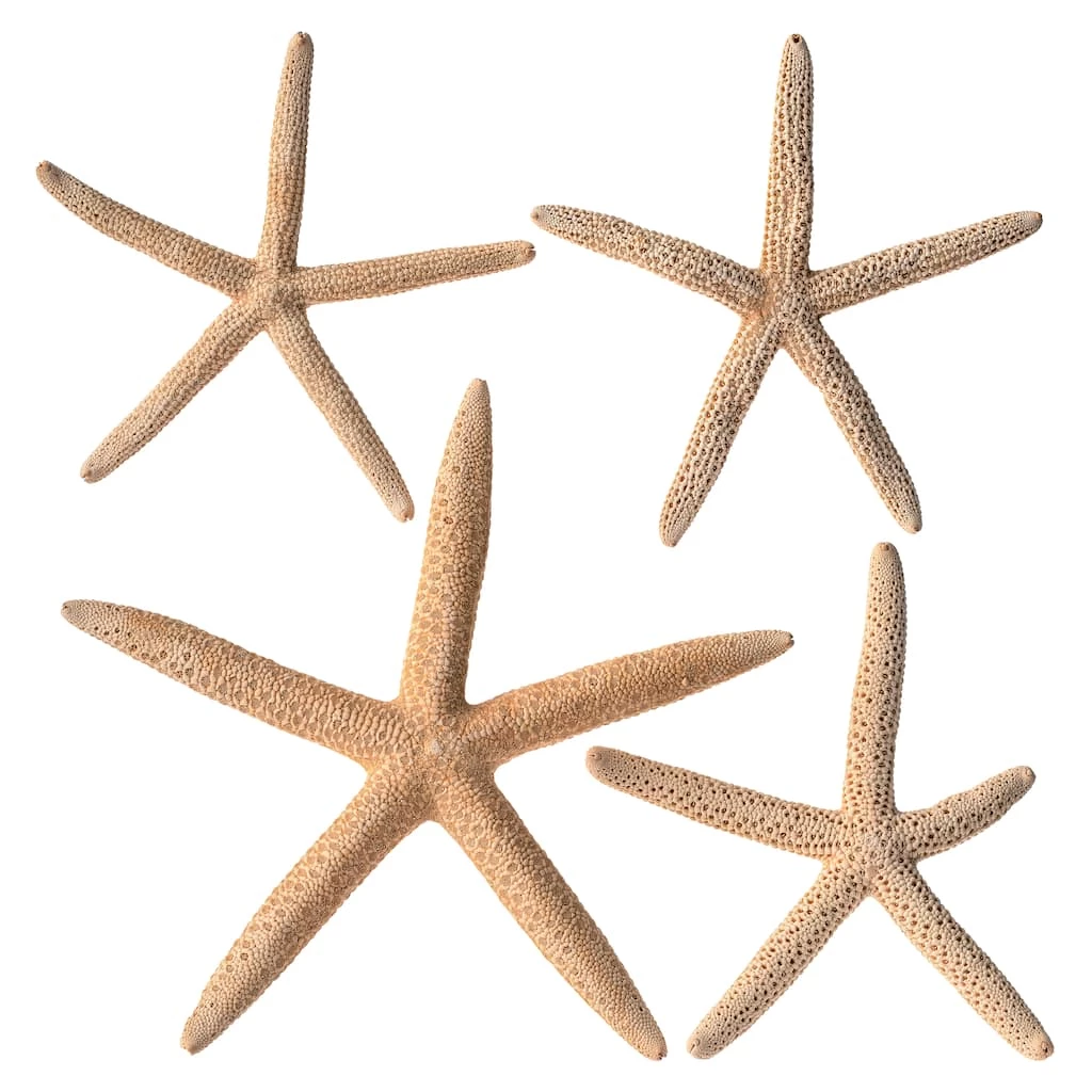 Hot Sale β Ashland™ Glitter Starfish π₯ 3 Hot Sale β Ashland™ Glitter Starfish π₯