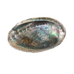 Wholesale ⭐ Blue Abalone Shell by Ashland® 😀
