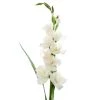 Best Sale 🤩 White Gladiolus Stem by Ashland® 👏 -Ashland Sales 10297020