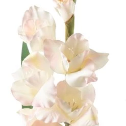 Best Sale 🤩 White Gladiolus Stem by Ashland® 👏 -Ashland Sales 10297020 20
