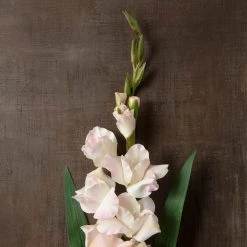 Best Sale 🤩 White Gladiolus Stem by Ashland® 👏 -Ashland Sales 10297020 25