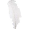 Wholesale 🌟 Ashland® Feather, Ostrich, Ivory 🧨 -Ashland Sales 10299982