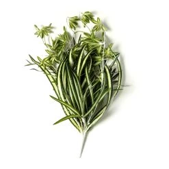 Buy ⌛ Variegated Spider Bush Classic Greenery Collection by Ashland® ✨ -Ashland Sales 10308650 21