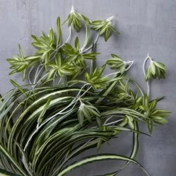 Buy ⌛ Variegated Spider Bush Classic Greenery Collection by Ashland® ✨ -Ashland Sales 10308650 22