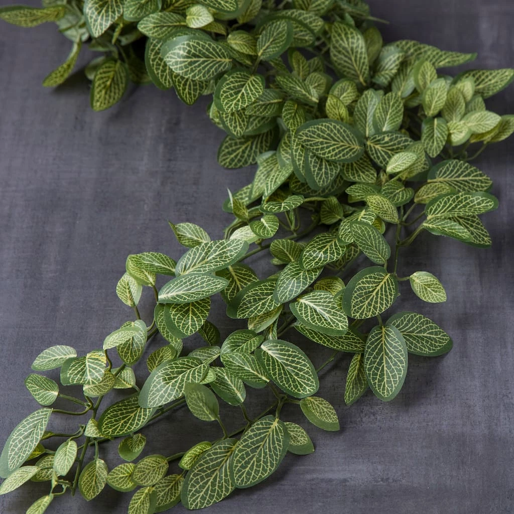 Best reviews of 😍 Fittonia Hanging Bush Classic Greeery by Ashland® ❤️ 4 Best reviews of 😍 Fittonia Hanging Bush Classic Greeery by Ashland® ❤️ - Image 2