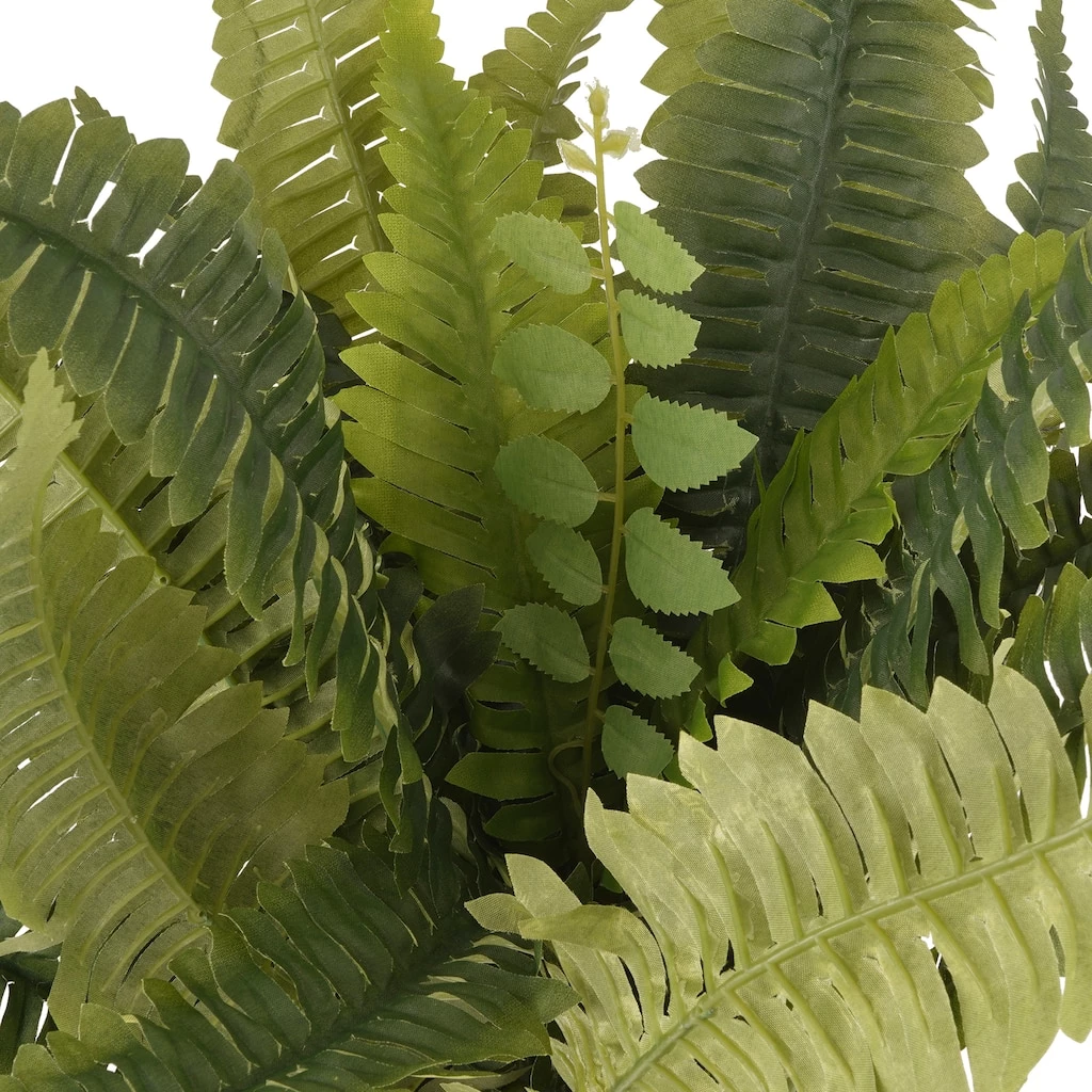 Promo ✔️ Boston Fern Bush Fern Collection by Ashland® ✔️ 5 Promo ✔️ Boston Fern Bush Fern Collection by Ashland® ✔️ - Image 3