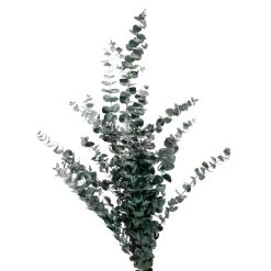Coupon 🧨 Ashland® Eucalyptus Bunch, 4 oz. 🎉 -Ashland Sales 10333062