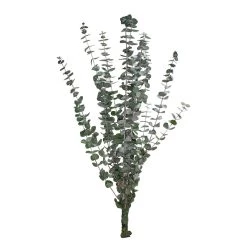 Coupon 🧨 Ashland® Eucalyptus Bunch, 4 oz. 🎉