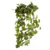 Cheapest 🔔 German Ivy Bush Ivy Collection by Ashland® ✔️ 1 Cheapest 🔔 German Ivy Bush Ivy Collection by Ashland® ✔️ -Ashland Sales 10335273 01