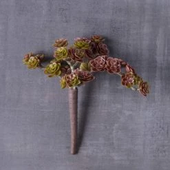 Discount 👏 Creeping Red Sedum Pick by Ashland® 🎉 8 Discount 👏 Creeping Red Sedum Pick by Ashland® 🎉 -Ashland Sales 10337815 22