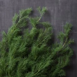 Best deal 🌟 Springeri Bush Fern Collection by Ashland® 👍 7 Best deal 🌟 Springeri Bush Fern Collection by Ashland® 👍 -Ashland Sales 10339547 22