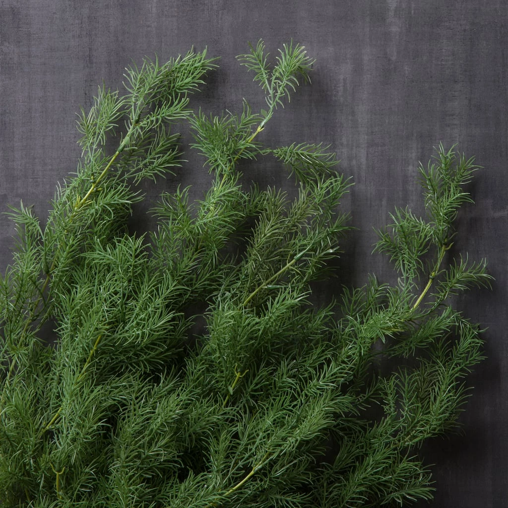 Best deal 🌟 Springeri Bush Fern Collection by Ashland® 👍 4 Best deal 🌟 Springeri Bush Fern Collection by Ashland® 👍 - Image 2