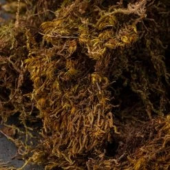 Budget 🎁 Deco Moss by Ashland® 😀 -Ashland Sales 10341503 22