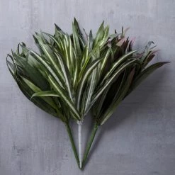 Budget 👏 Assorted Cordyline Bush by Ashland® ❤️ -Ashland Sales 10356827 22