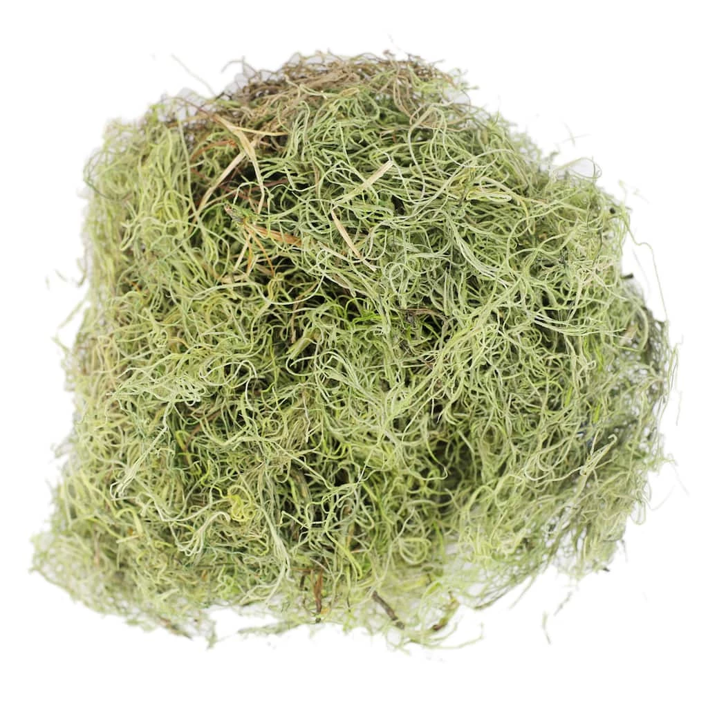 Best deal 😍 Ashland® Spanish Moss—Basil Green ✔️ 3 Best deal 😍 Ashland® Spanish Moss—Basil Green ✔️