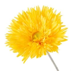 Buy 🎉 Jumbo Spider Gerber Daisy Stem by Ashland® 🛒 8 Buy 🎉 Jumbo Spider Gerber Daisy Stem by Ashland® 🛒 -Ashland Sales 10392672 20