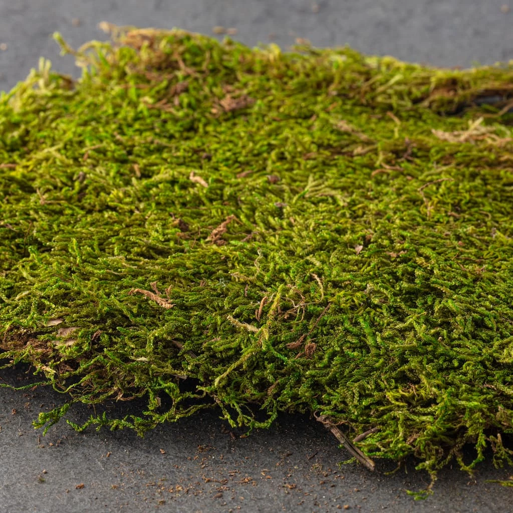 Deals ๐งจ Forest Green Preserved Moss by Ashland® ๐ 4 Deals ๐งจ Forest Green Preserved Moss by Ashland® ๐ - Image 2