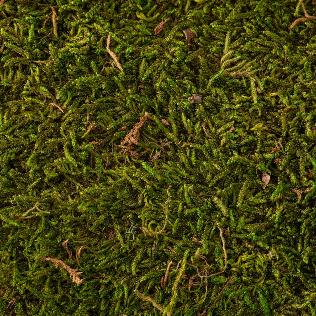 Deals ๐งจ Forest Green Preserved Moss by Ashland® ๐ 5 Deals ๐งจ Forest Green Preserved Moss by Ashland® ๐ - Image 3