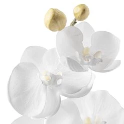 Brand new π― Phaleanopsis Orchid by Ashland® π₯° 7 Brand new π― Phaleanopsis Orchid by Ashland® π₯° -Ashland Sales 10413038 20