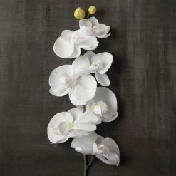 Brand new π― Phaleanopsis Orchid by Ashland® π₯° 8 Brand new π― Phaleanopsis Orchid by Ashland® π₯° -Ashland Sales 10413038 25