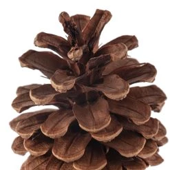 Wholesale 🎉 Pinecone Bag by Ashland® 🎉 -Ashland Sales 10424644 20