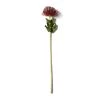 Cheap 💯 Red Pincushion Protea Spray by Ashland® ✔️ -Ashland Sales 10430478 21