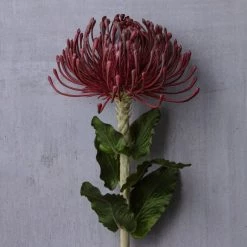 Cheap 💯 Red Pincushion Protea Spray by Ashland® ✔️ -Ashland Sales 10430478 22
