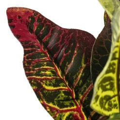 Budget 🤩 Croton Bush Classic Greenery by Ashland® 😉 -Ashland Sales 10430898 20