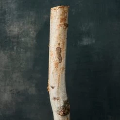 Cheapest 👏 Ashland® Natural River Birch 🛒 5 Cheapest 👏 Ashland® Natural River Birch 🛒 -Ashland Sales 10453289 20