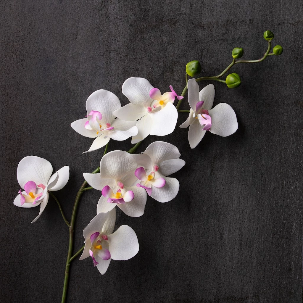 Best Pirce β Orchid Spray by Ashland® π 4 Best Pirce β Orchid Spray by Ashland® π - Image 2