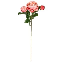 Discount 🛒 Coral English Rose Stem by Ashland® 🛒