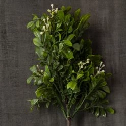 Top 10 𧨠Boxwood Pick By Ashland® π 11 Top 10 𧨠Boxwood Pick By Ashland® π -Ashland Sales 10546920 25