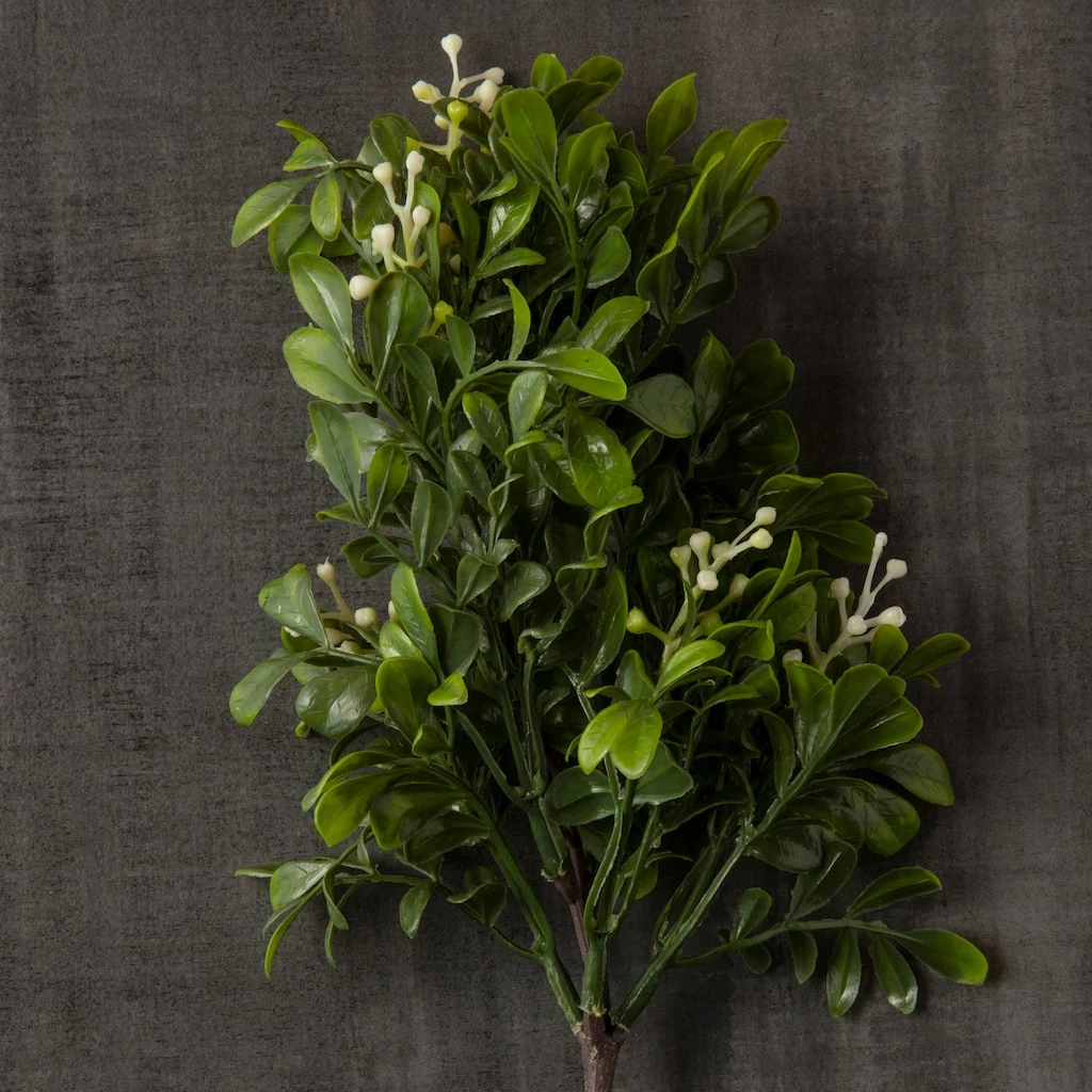 Top 10 𧨠Boxwood Pick By Ashland® π 7 Top 10 𧨠Boxwood Pick By Ashland® π - Image 5