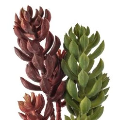 Brand new 👍 Assorted Succulent Pick with 3 Heads By Ashland® 😀 -Ashland Sales 10546921 20