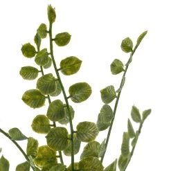 Coupon 🎉 Assorted Fern Pick By Ashland® 🎁 -Ashland Sales 10546923 20