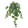 Deals 🎁 Hanging Philo Bush by Ashland® 🌟 2 Deals 🎁 Hanging Philo Bush by Ashland® 🌟 -Ashland Sales 10547222 1